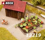 13219 Noch Pumpkin, 8 plants, H0